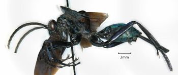 Media type: image;   Entomology 27349 Aspect: habitus lateral view